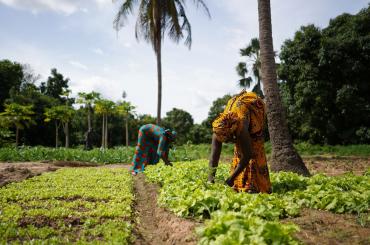West Africa farming