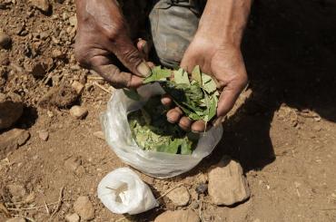 coca leaves