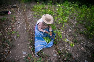 coca picking
