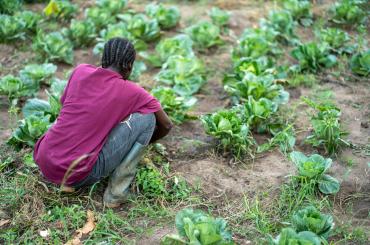 farmer in Ghana