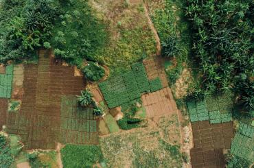 smallholder farm