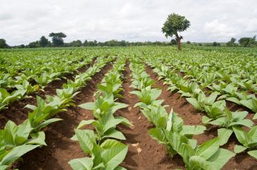 farm in Malawi