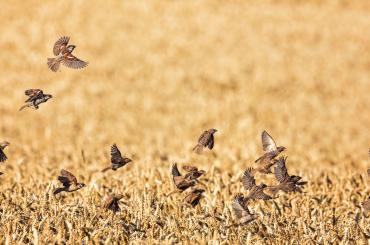 sparrows