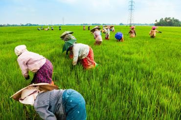 india farmers 